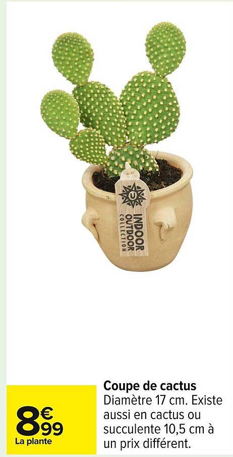 Coupe de cactus