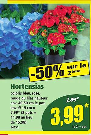 Hortensias coloris bleu, rose, rouge ou lilas