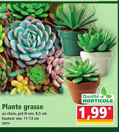 Plante grasse