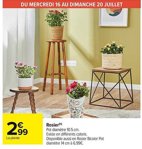 Rosier(h)