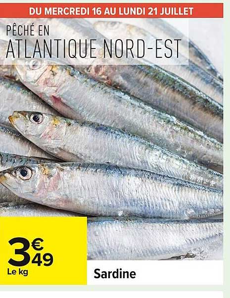 Sardine