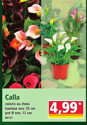 Calla coloris au choix hauteur env. 35 cm pot Ø env. 12 cm