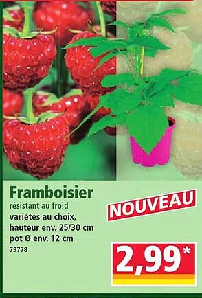 Framboisier