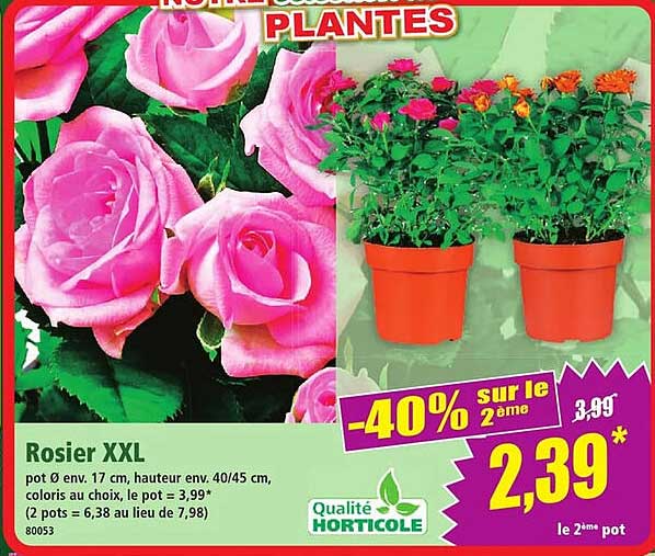 Rosier XXL