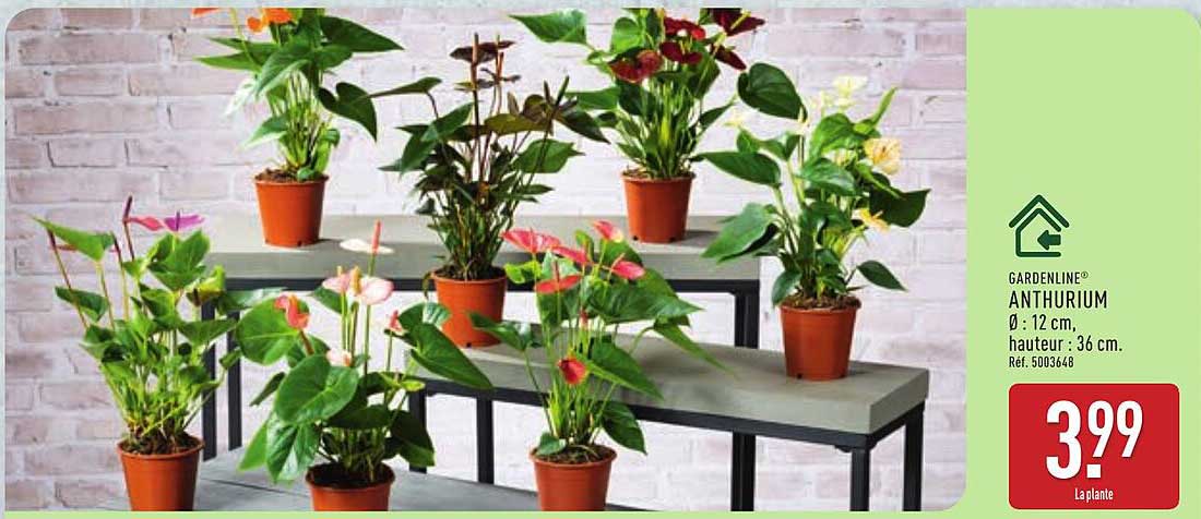 ANTHURIUM