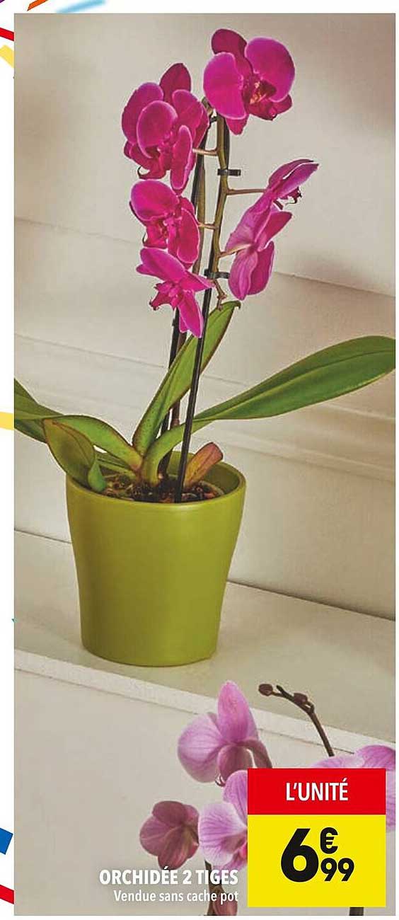 ORCHIDÉE 2 TIGES