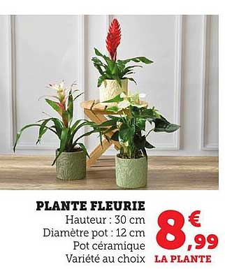 PLANTE FLOURIE