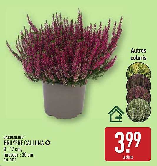 BRUYÈRE CALLUNA