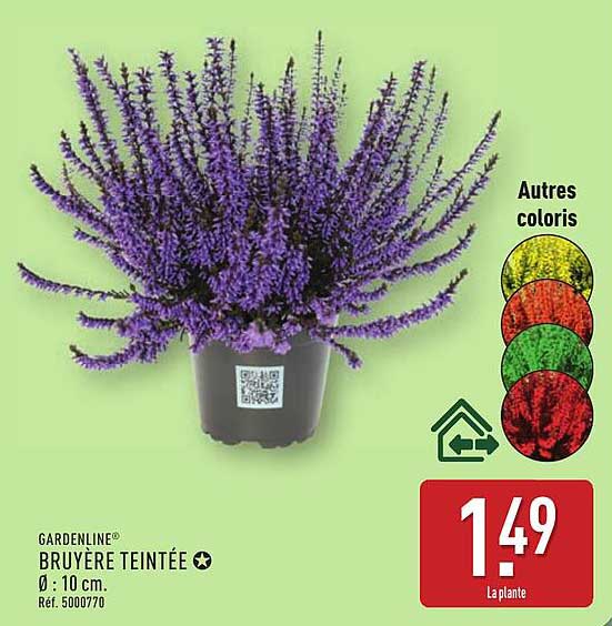 BRUYÈRE TEINTÉE