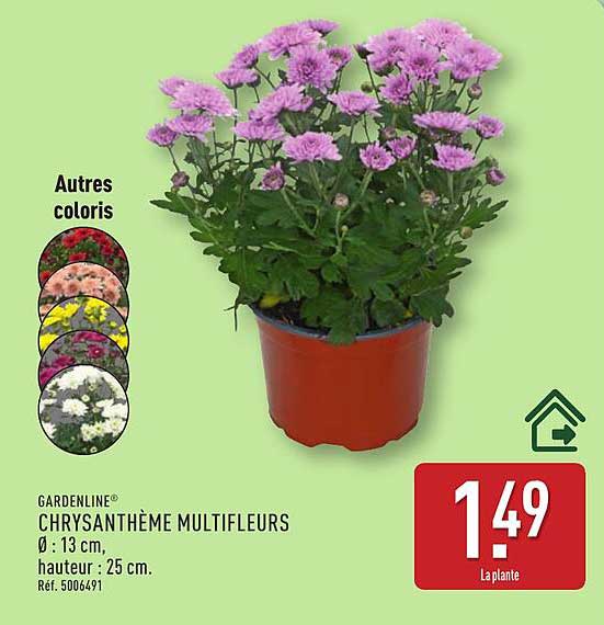 CHRYsANTHÈME MULTIFLEURS