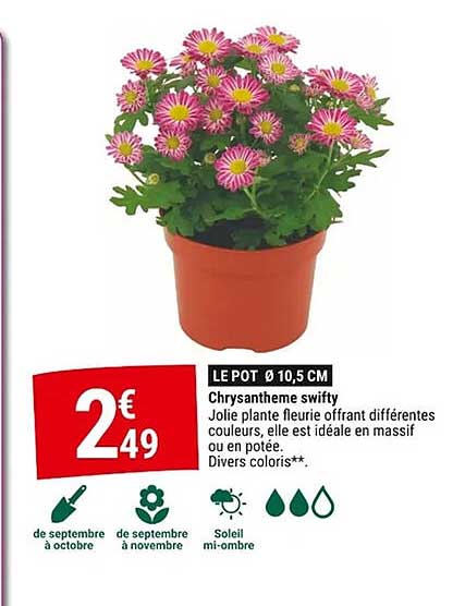 Chrysantheme swifty