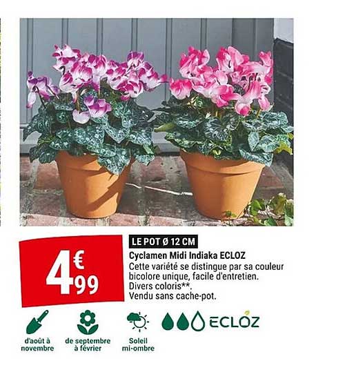 Cyclamen Midi Indiaka ECLOZ