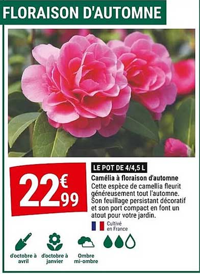 FLORAISON D'AUTOMNE