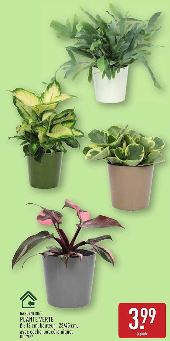 PLANTE VERTE