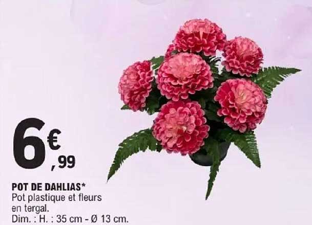 POT DE DAHLIAS*