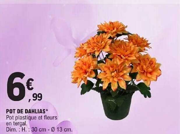 POT DE DAHLIAS*