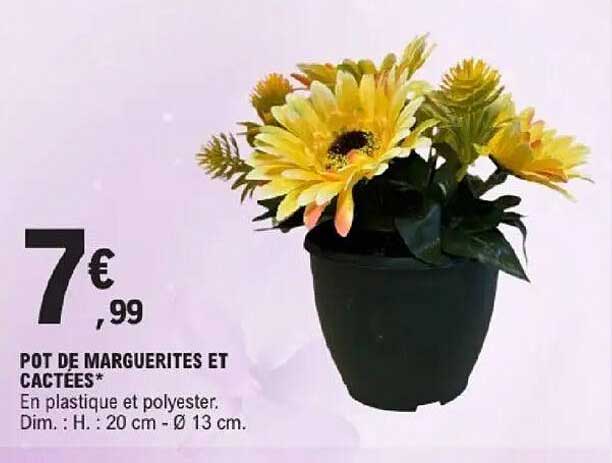 POT DE MARGUERITES ET CACTEES*