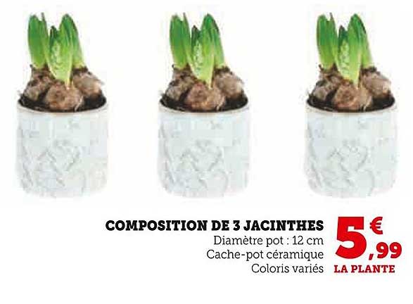 COMPOSITION DE 3 JACINTHES