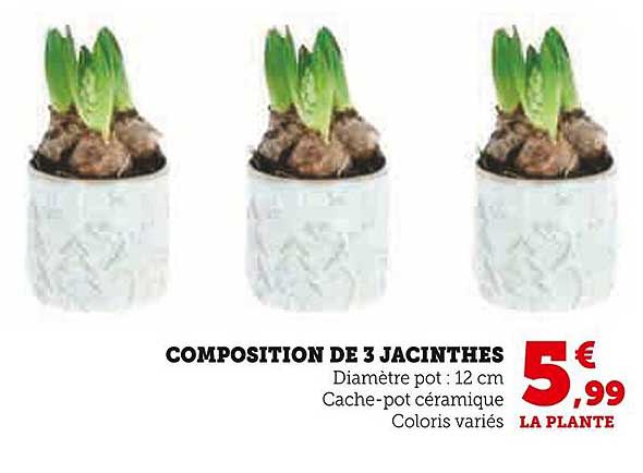 COMPOSITION DE 3 JACINTHES