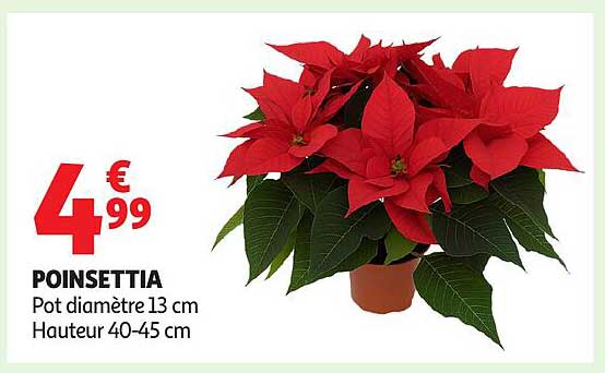 POINSETTIA