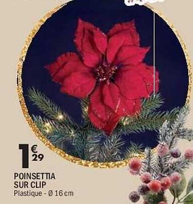 POINSETTIA SUR CLIP