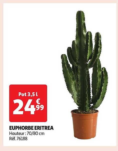 EUPHORBE ERITREA