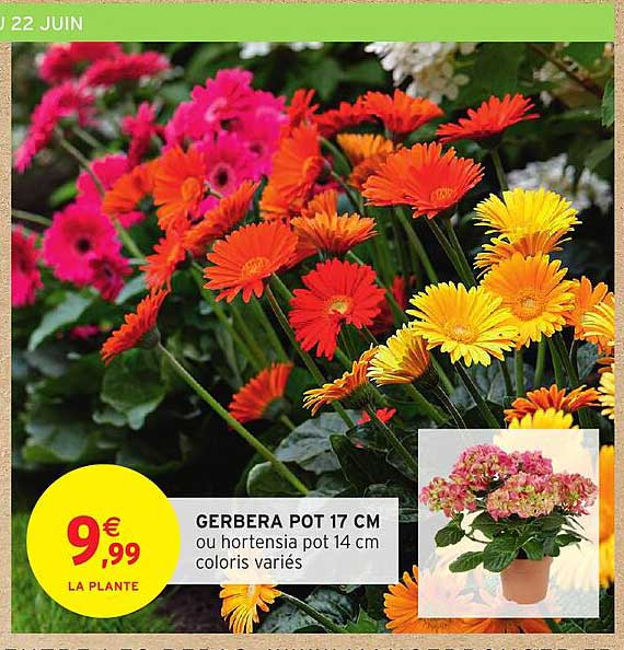 GERBERA POT 17 CM ou hortensia pot 14 cm coloris variés