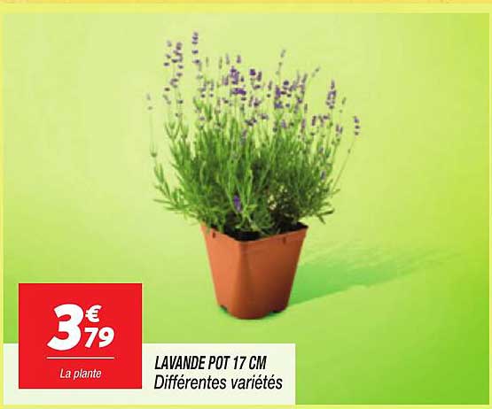 LAVANDE POT 17 CM