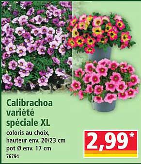 Calibrachoa variété spéciale Xl