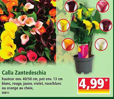 Calla Zantedeschia