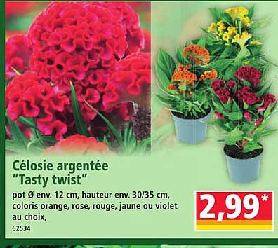 Célosie argentée “Tasty twist”