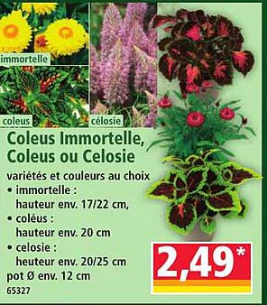Coleus Immortelle, Coleus ou Celosie