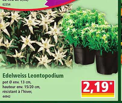 Edelweiss Leontopodium