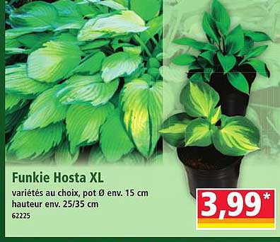Funkie Hosta XL