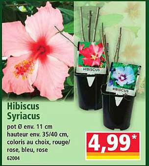 Hibiscus Syriacus