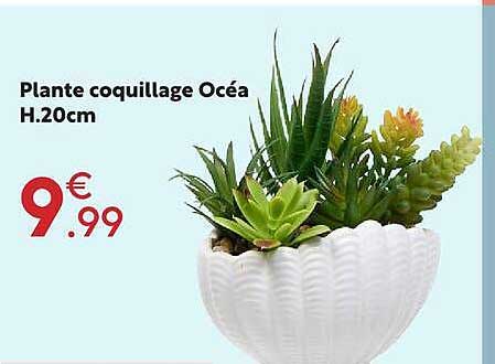 Plante coquillage Océa H.20cm
