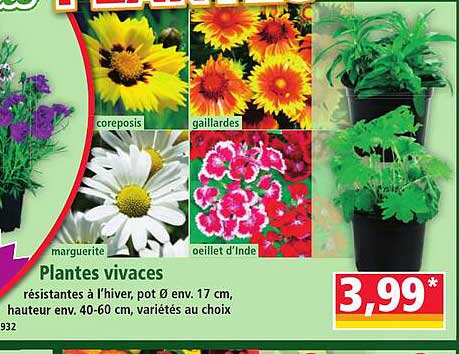 Plantes vivaces