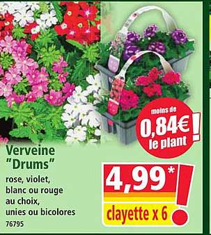 Verveine "Drums" rose, violet, blanc ou rouge au choix, unies ou bicolores