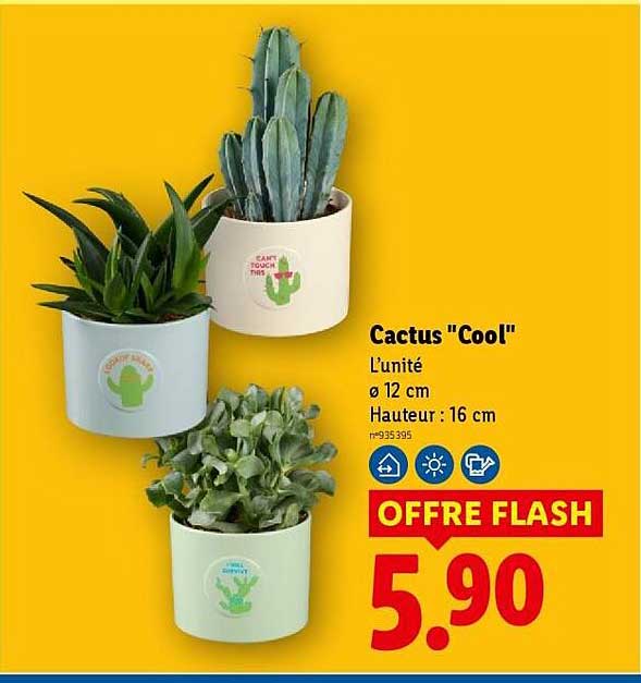 Cactus "Cool"