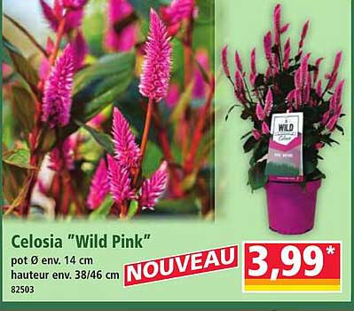 Celosia "Wild Pink"