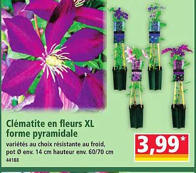 Clématite en fleurs XL forme pyramidale