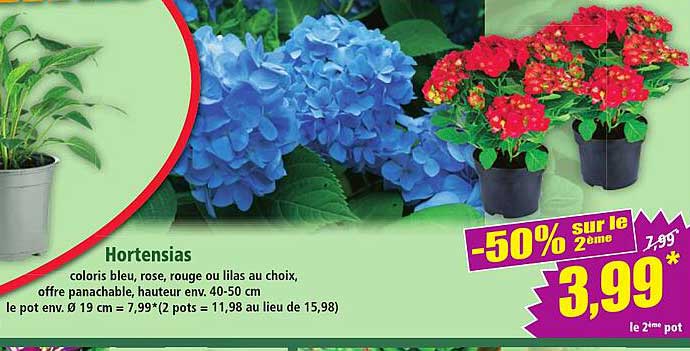 Hortensias