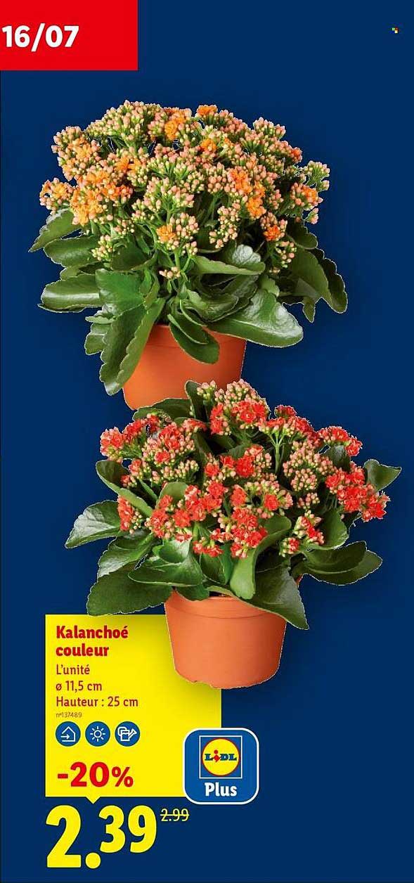Kalanchoé couleur