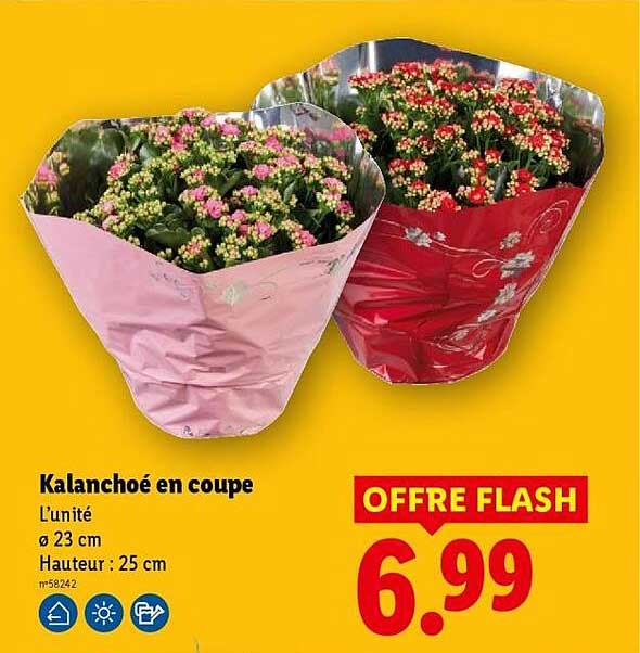 Kalanchoë en coupe