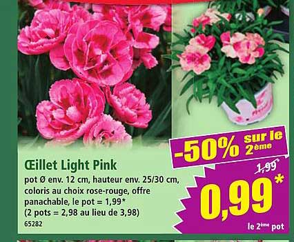 Œillet Light Pink