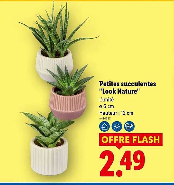 Petites succulentes "Look Nature"