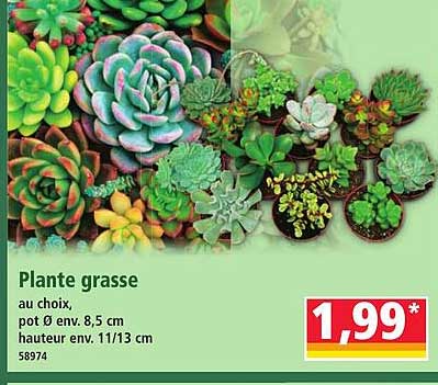 Plante grasse