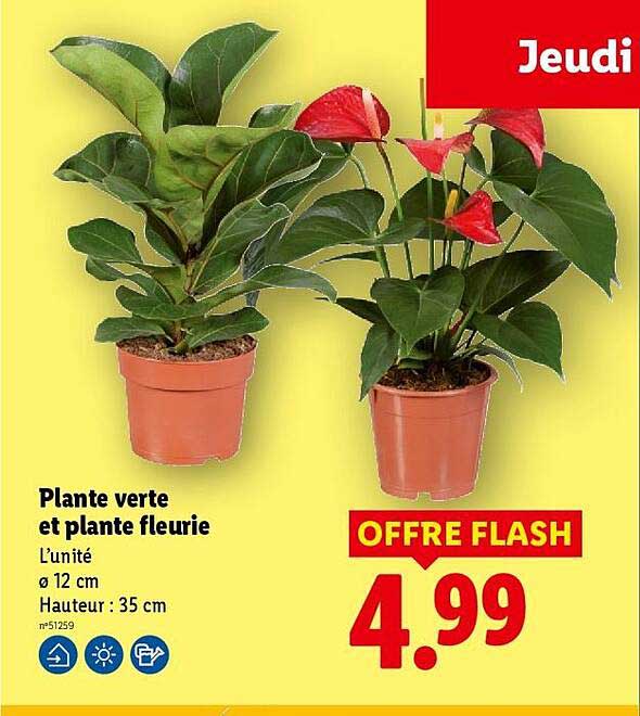 Plante verte et plante fleurie