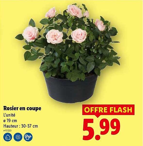 Rosier en coupe