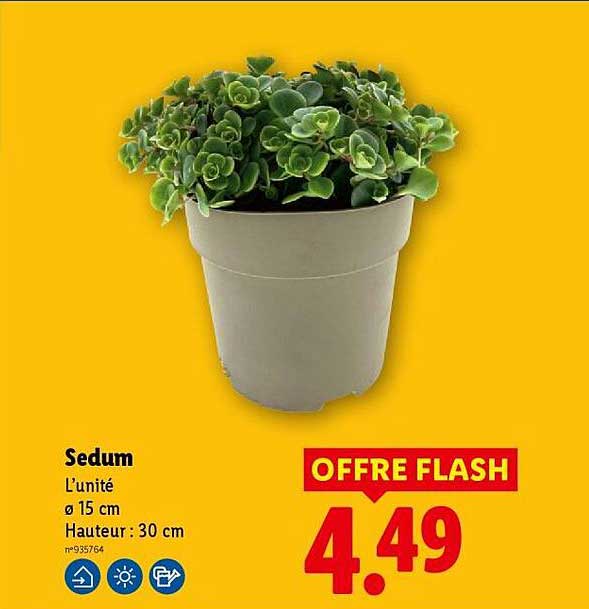 Sedum